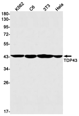 3 - TDP 43 Rabbit mAb AP76163
