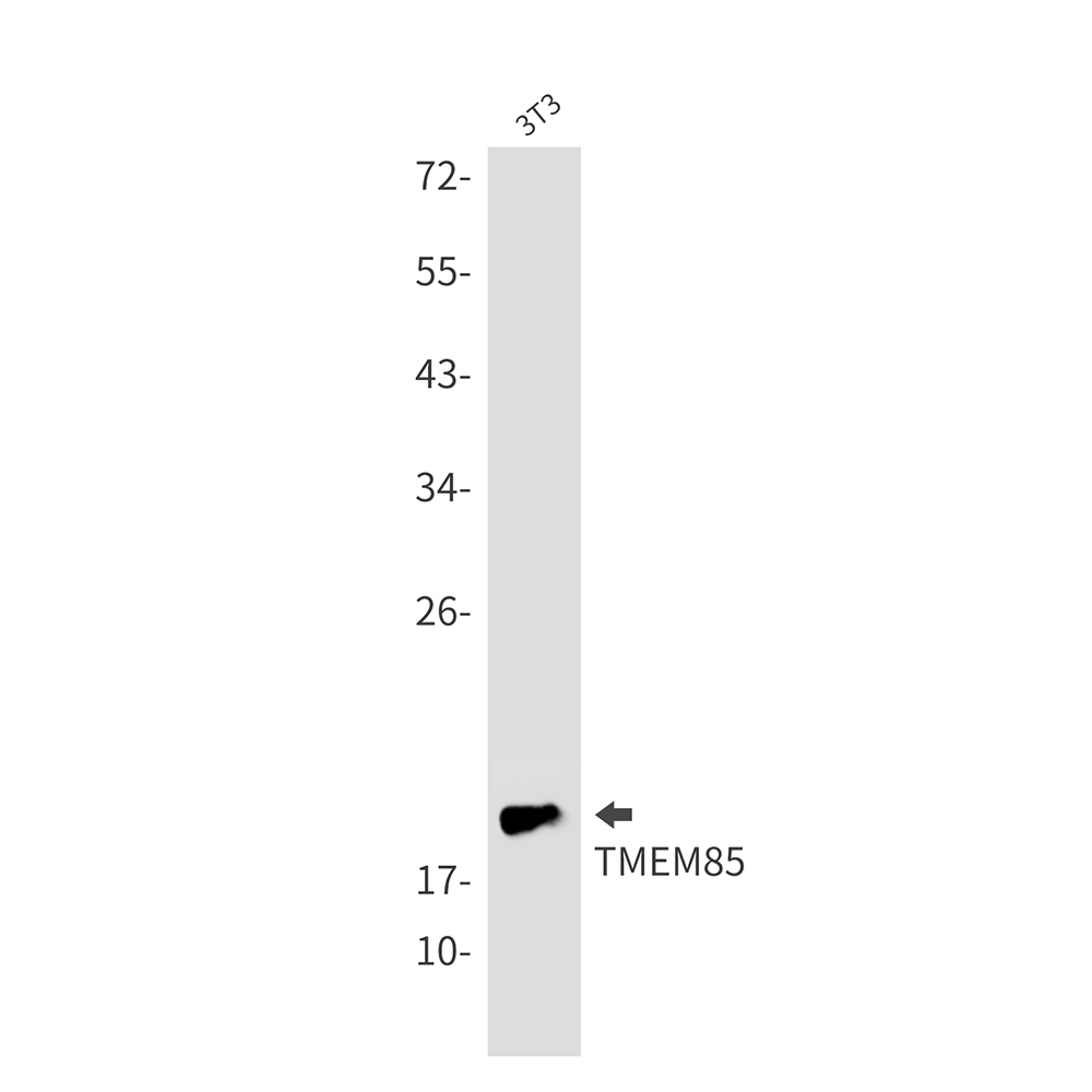 1 - Transmembrane Protein 85 Rabbit mAb AP76184