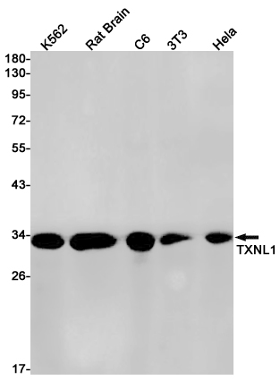 1 - Thioredoxin Like Protein 1 Rabbit mAb AP76217