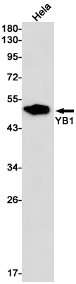 1 - YB1 Rabbit mAb AP76270