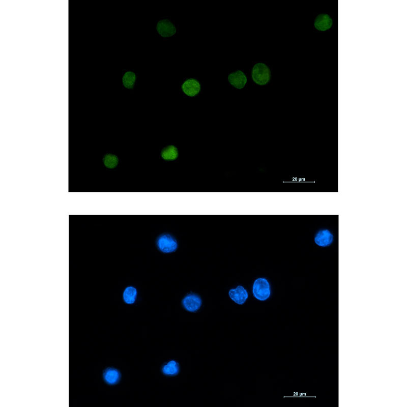 1 - Histone H1.2 Rabbit mAb AP76303