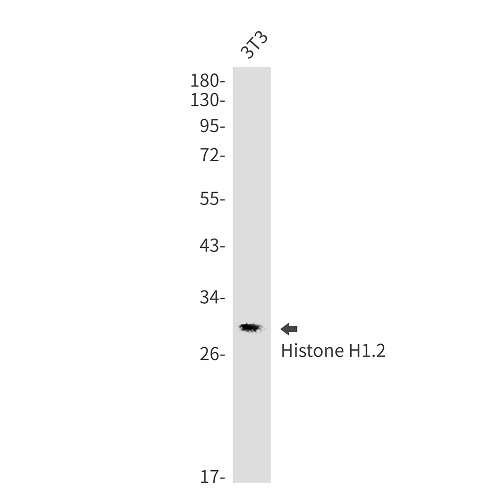 3 - Histone H1.2 Rabbit mAb AP76303