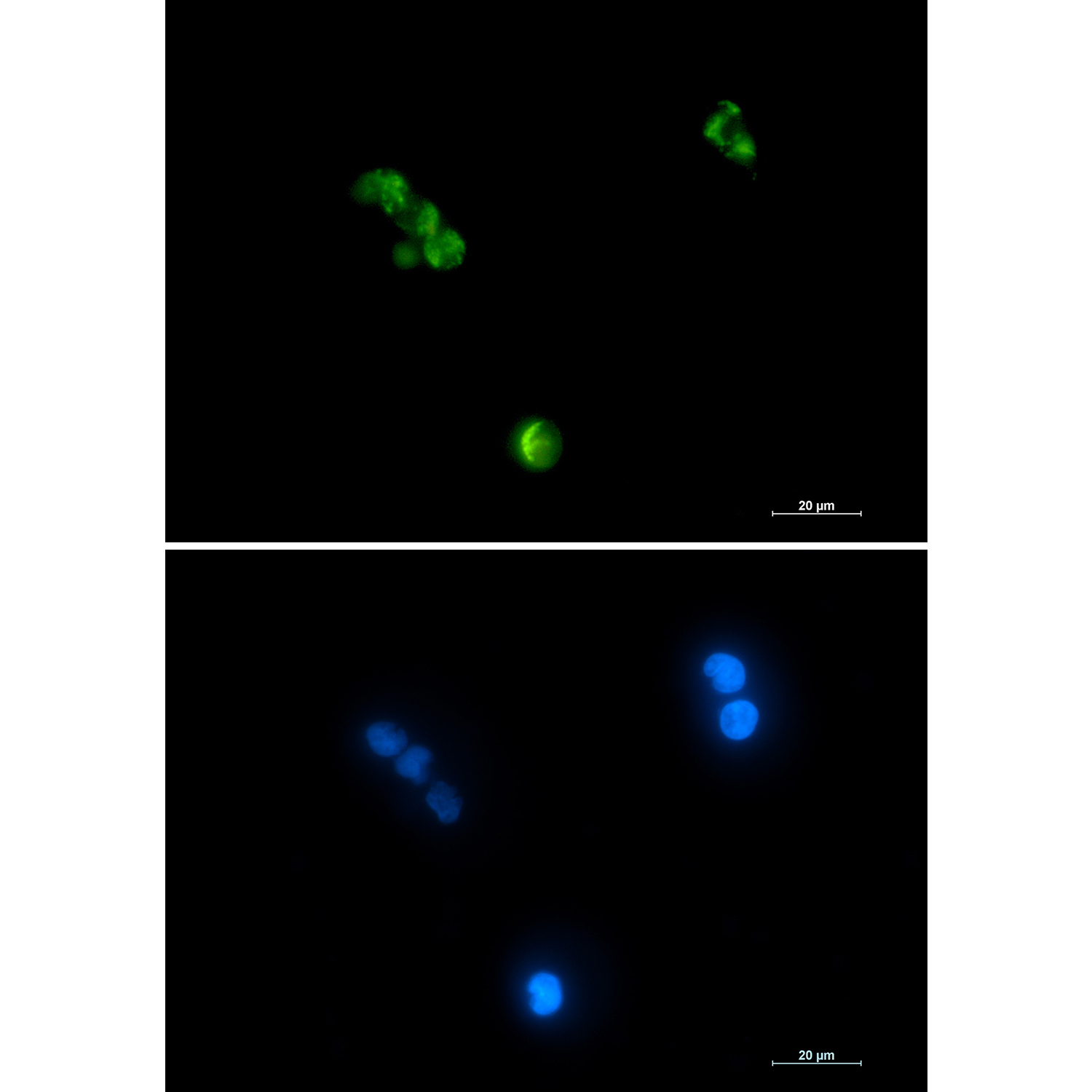 1 - Aconitase 2 Rabbit mAb AP76377
