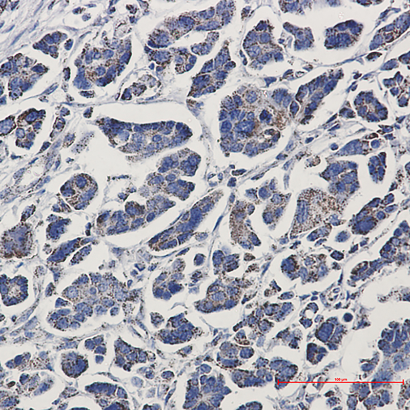 2 - Aconitase 2 Rabbit mAb AP76377