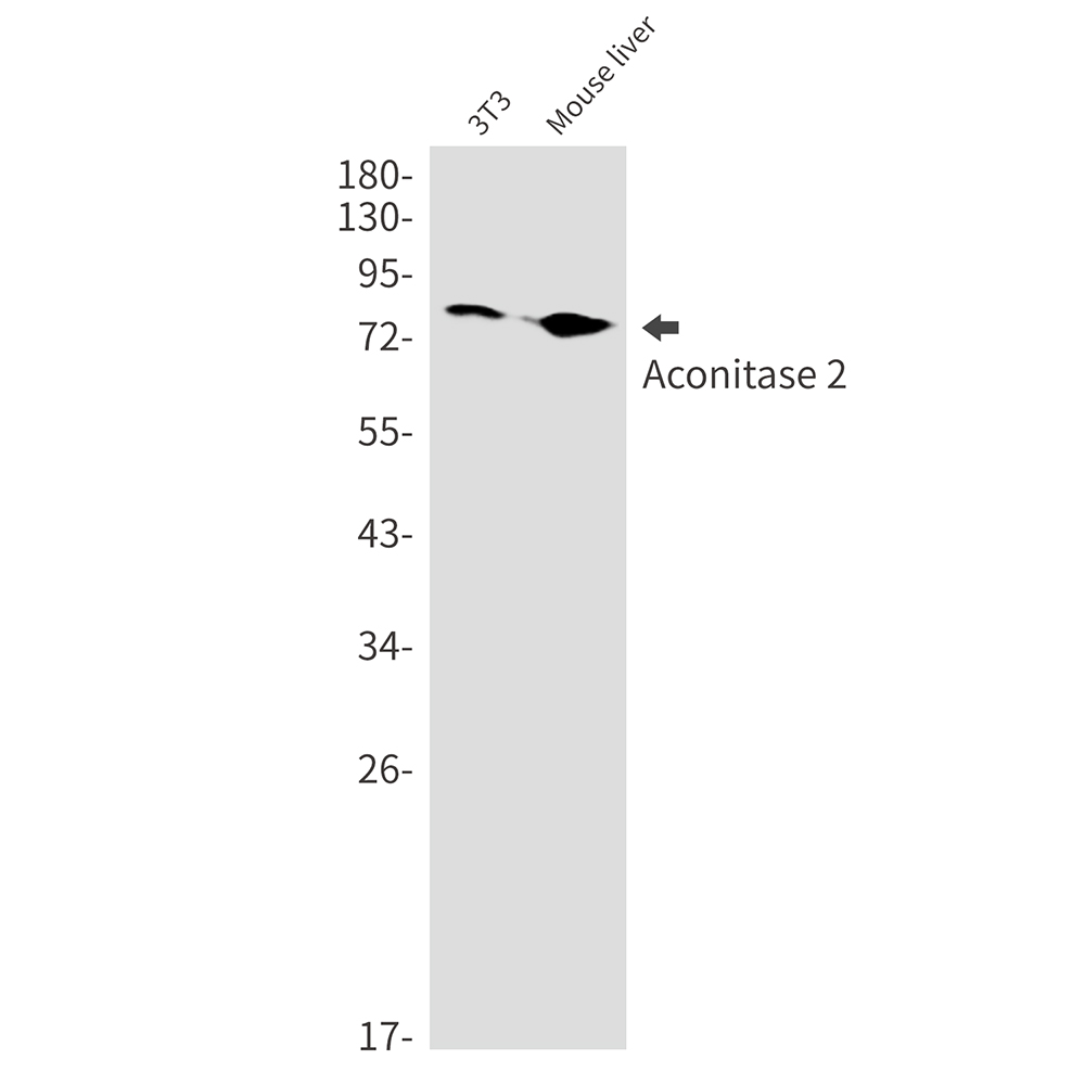 2 - Aconitase 2 Rabbit mAb AP76377