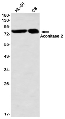 3 - Aconitase 2 Rabbit mAb AP76377