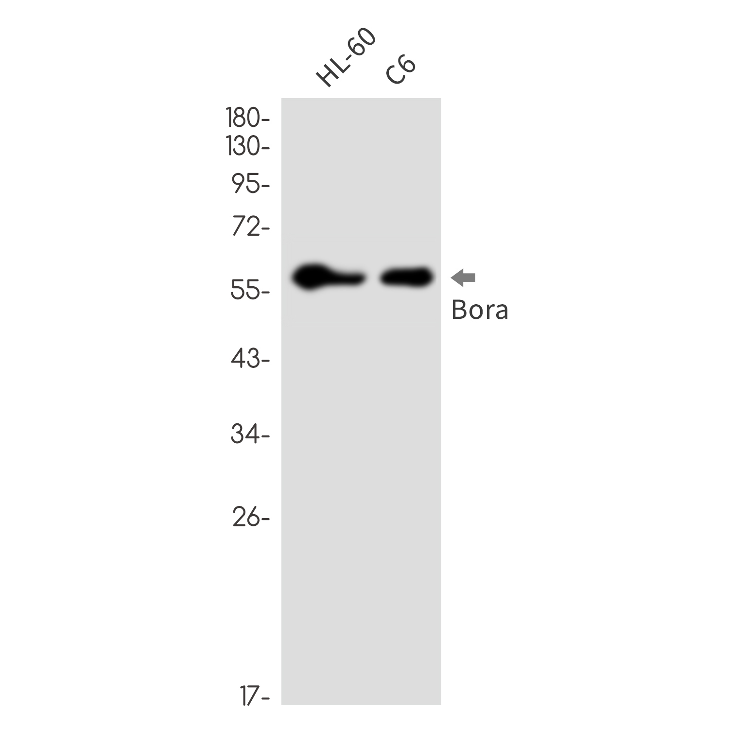1 - Bora Rabbit mAb AP76411