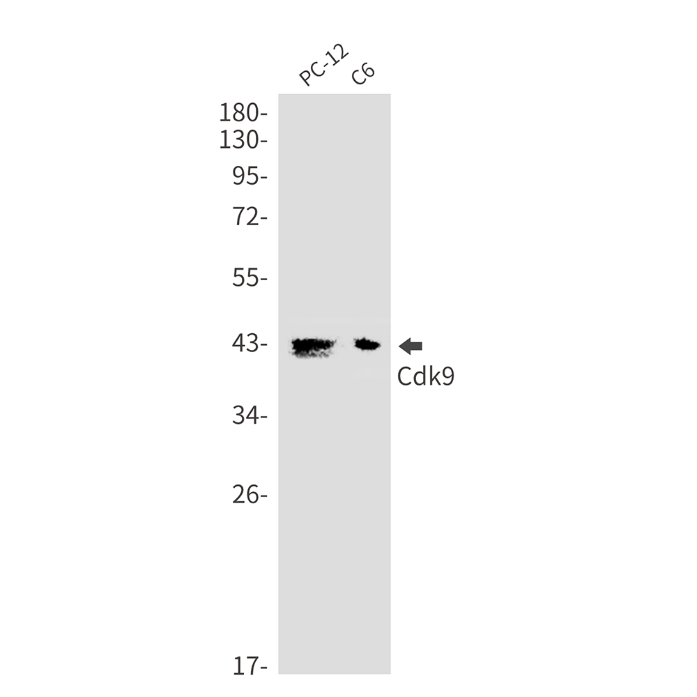 1 - CDK9 Rabbit mAb AP76436