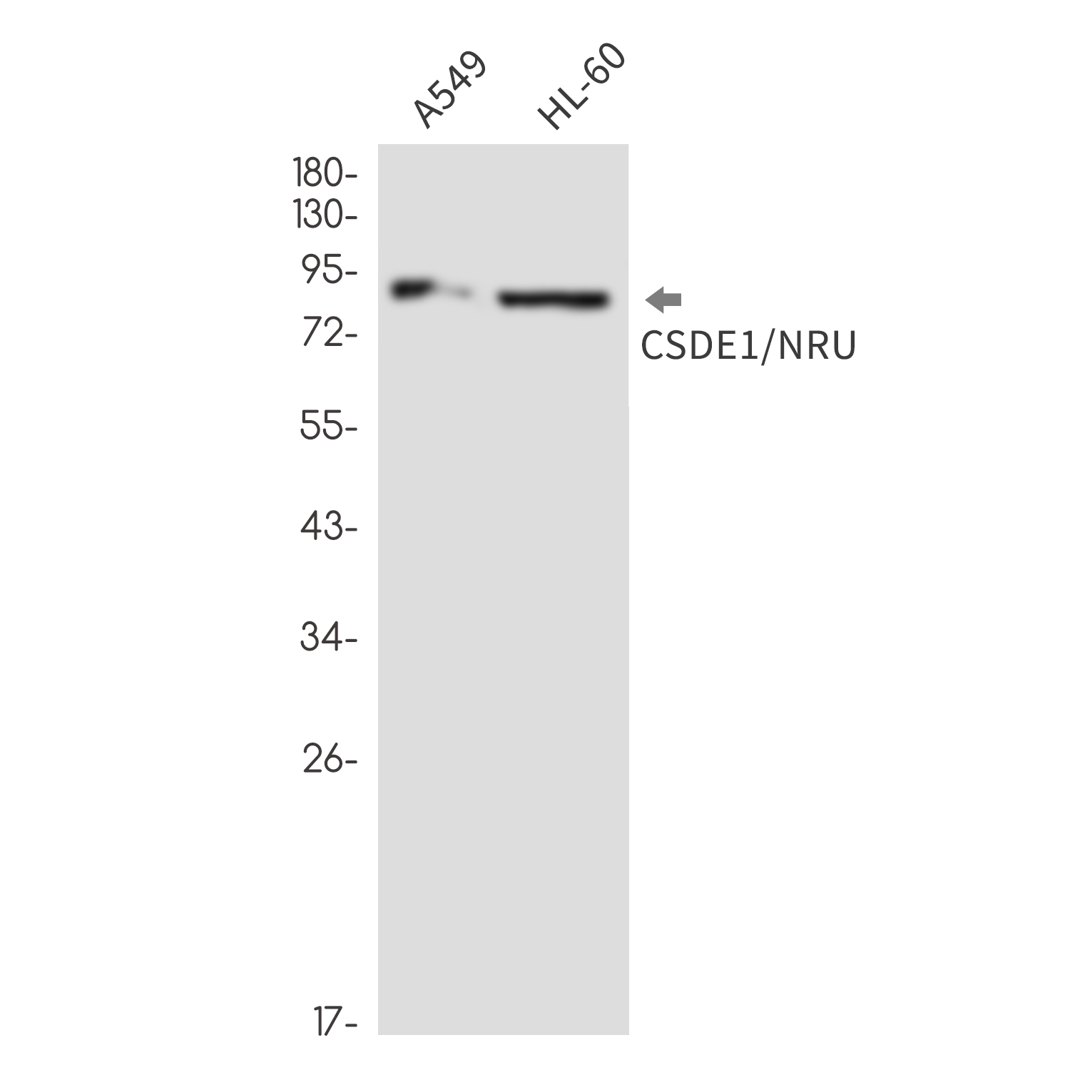 1 - CSDE1 Rabbit mAb AP76451
