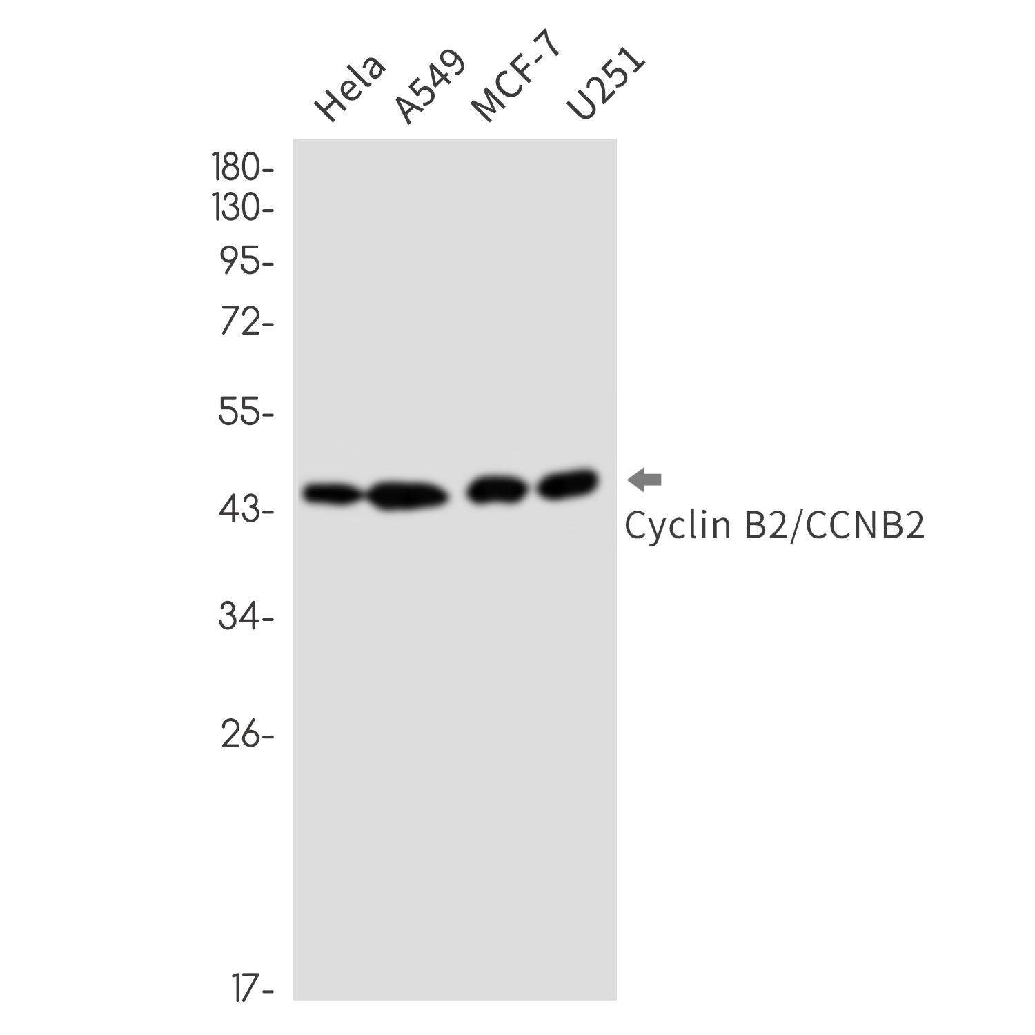 1 - Cyclin B2 Rabbit mAb AP76457