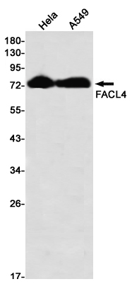 1 - FACL4 Rabbit mAb AP76493