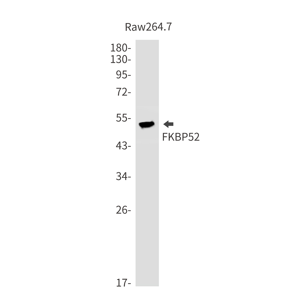 1 - FKBP52 Rabbit mAb AP76500