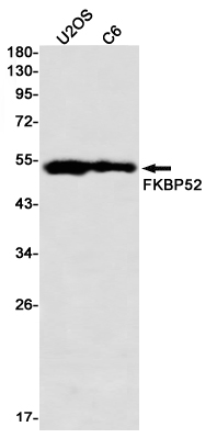 2 - FKBP52 Rabbit mAb AP76500