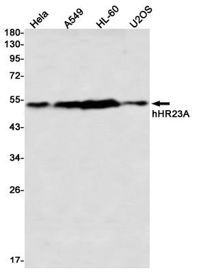 1 - hHR23A Rabbit mAb AP76525