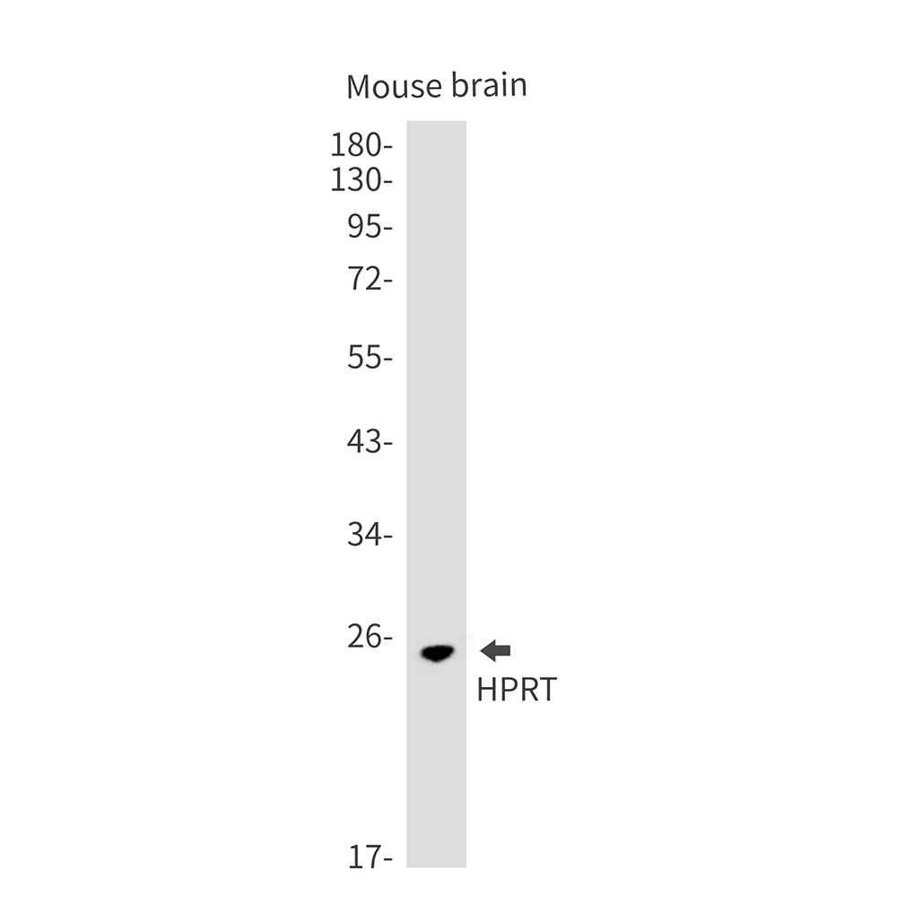 1 - HPRT Rabbit mAb AP76538