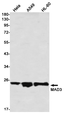 1 - Max Dimerization Protein 3 Rabbit mAb AP76577
