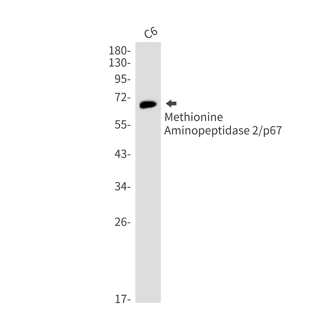 1 - Methionine Aminopeptidase 2 Rabbit mAb AP76589