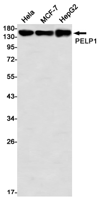 2 - PELP1 Rabbit mAb AP76646