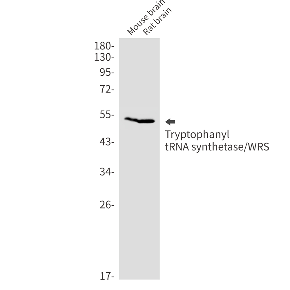 1 - Tryptophan tRNA Ligase Rabbit mAb AP76749