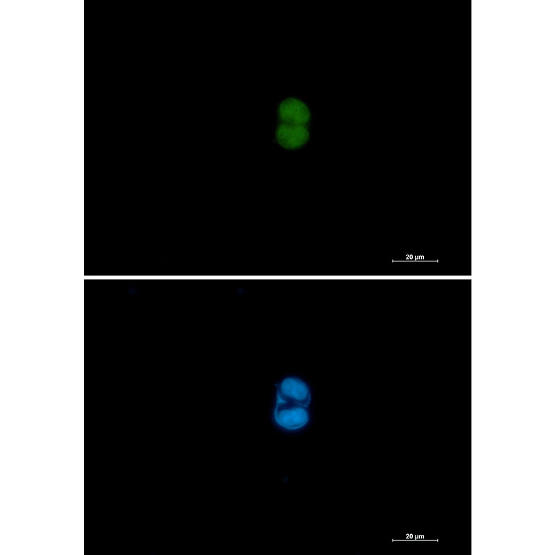 1 - MEK3/MEK6 Rabbit mAb AP76776