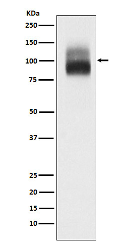 1 - Trk B Rabbit mAb AP78714