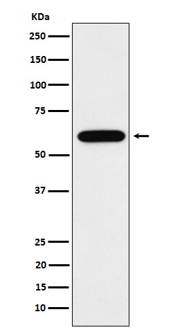 1 - TUB1 Rabbit mAb AP78763