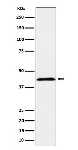 1 - NK-p44 Rabbit mAb AP78781