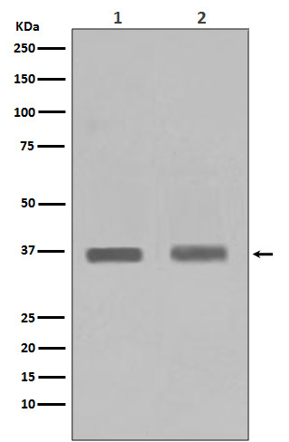 1 - PP1C alpha/beta Rabbit mAb AP78595