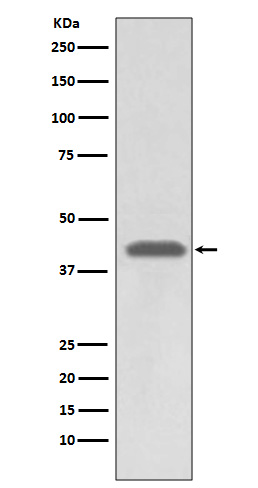 1 - HLA A Rabbit mAb AP77430