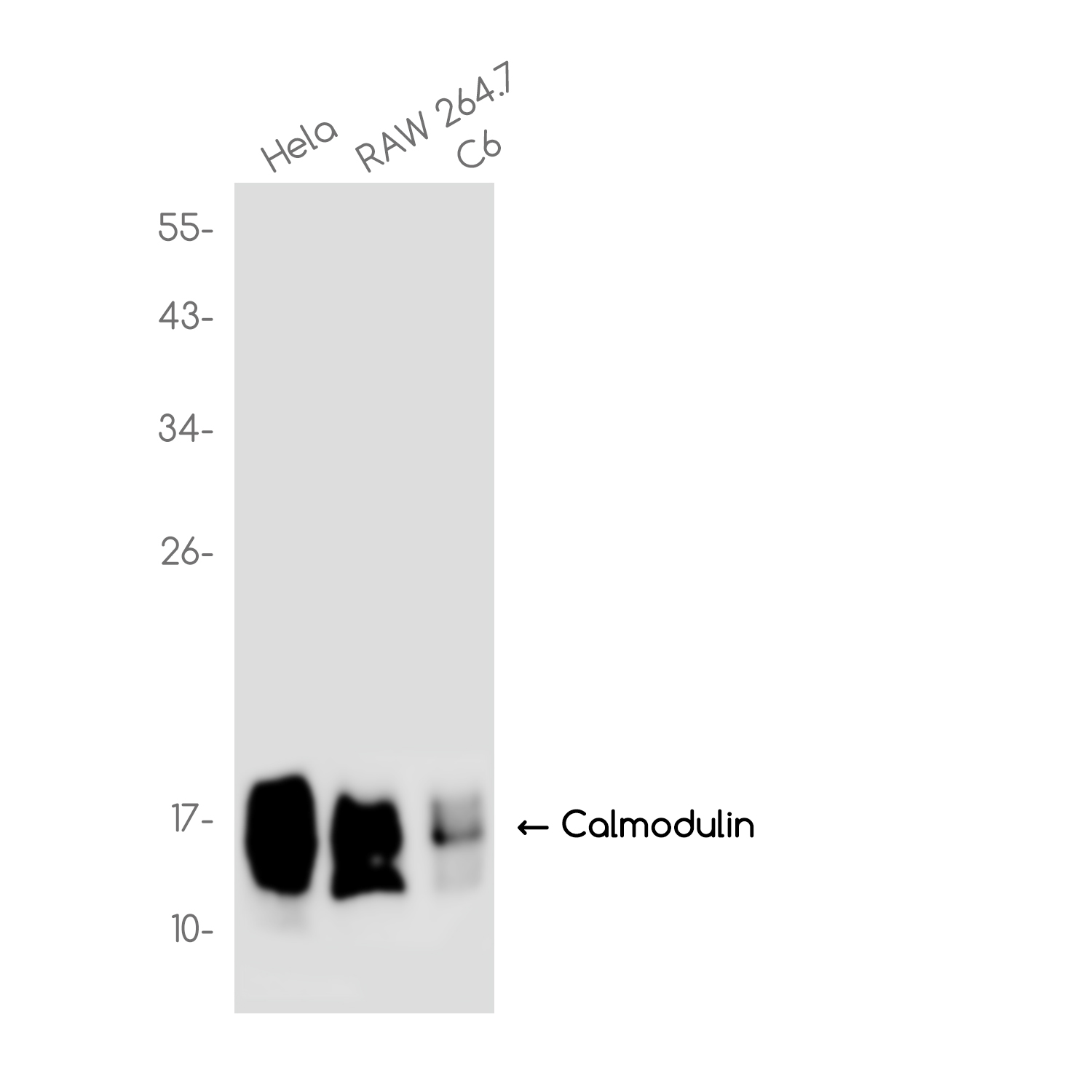 1 - Calmodulin Rabbit mAb AP78950