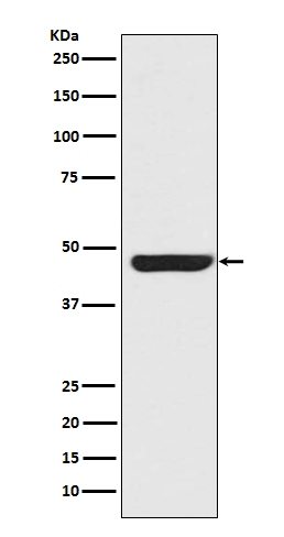 1 - Cytokeratin 20 Rabbit mAb AP77452