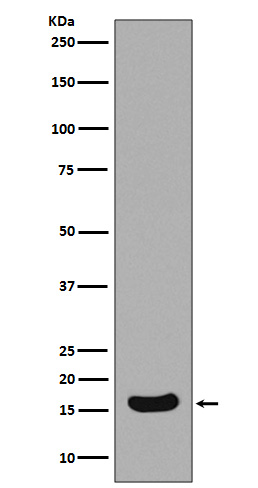 1 - Survivin Rabbit mAb AP77339