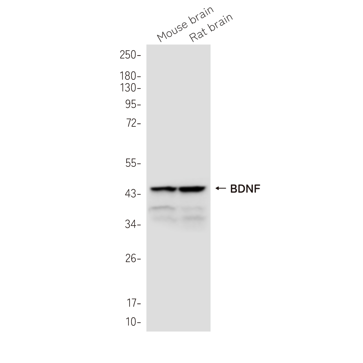 1 - BDNF Rabbit mAb AP78967