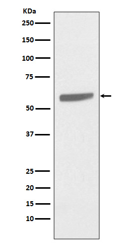 1 - Cytokeratin 5 Rabbit mAb AP77495