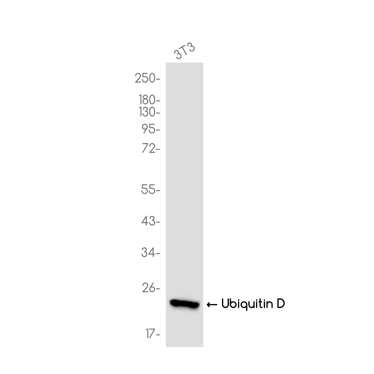 2 - Ubiquitin D Rabbit mAb AP79030