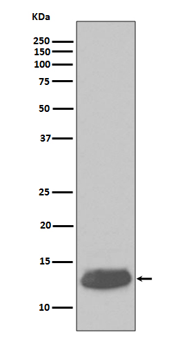 1 - Parvalbumin Rabbit mAb AP77613