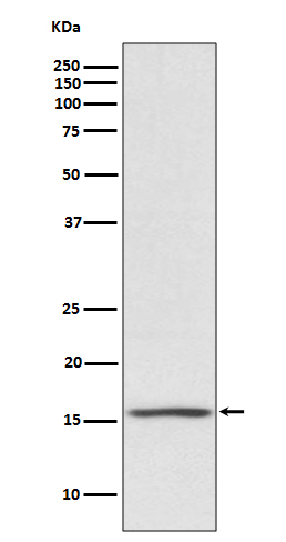 1 - NOXA Rabbit mAb AP77655