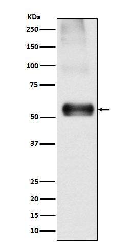 1 - EAAT1 Rabbit mAb AP77207