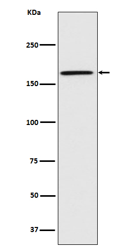 1 - Caspr1 Rabbit mAb AP77749