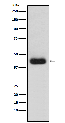 1 - CD82 Rabbit mAb AP77771