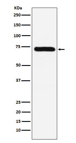 1 - Factor X Rabbit mAb AP77791