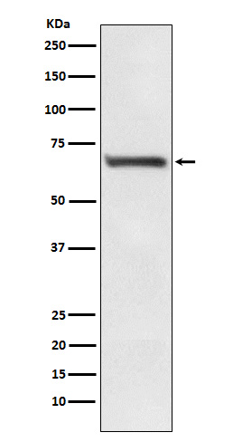 1 - RPA70 Rabbit mAb AP77809