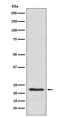 1 - Placental Lactogen Rabbit mAb AP77845