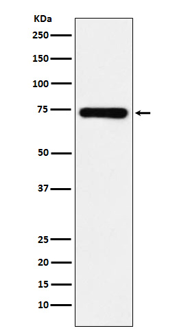 1 - SAMHD1 Rabbit mAb AP77867