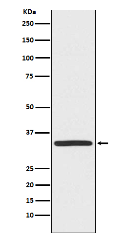 1 - TRADD Rabbit mAb AP77124