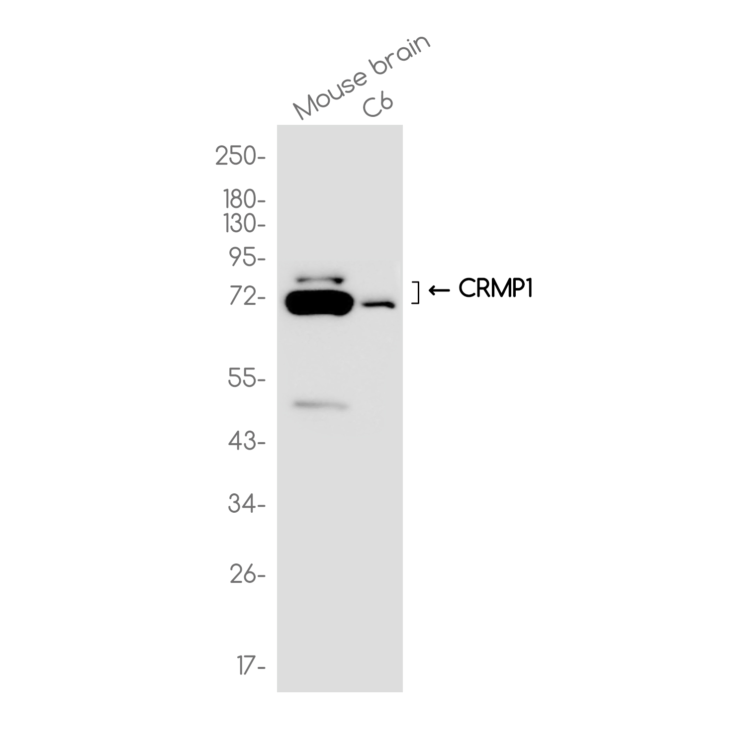 1 - CRMP1 Rabbit mAb AP79014