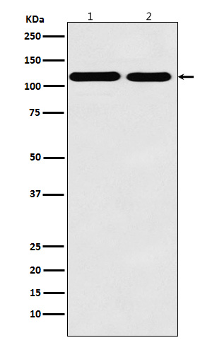 1 - Matrin 3 Rabbit mAb AP77949
