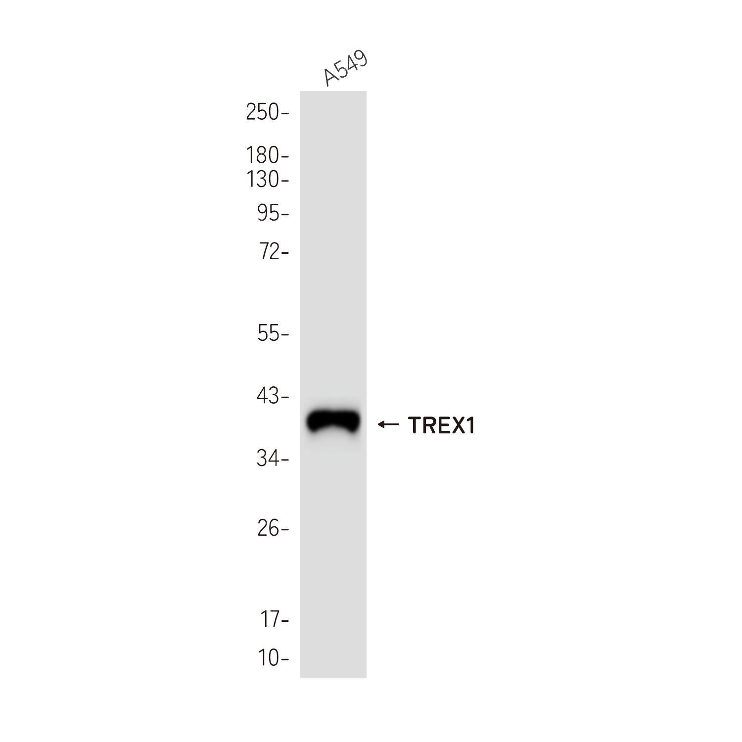 2 - TREX1 Rabbit mAb AP79044