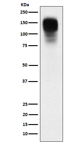 1 - CEACAM1 Rabbit mAb AP78041