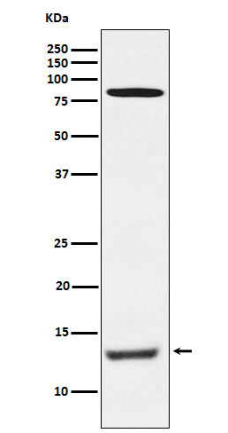 1 - PEN2 Rabbit mAb AP78110